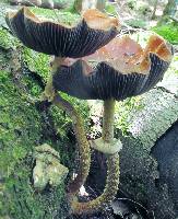 Leratiomyces squamosus var. thraustus image