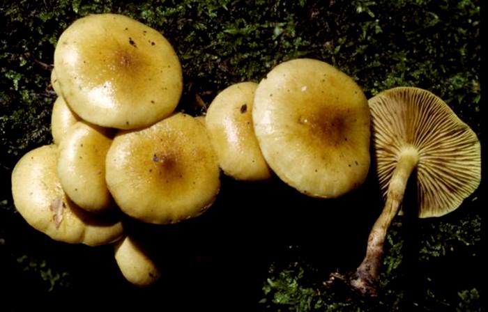 Pholiota alnicola image