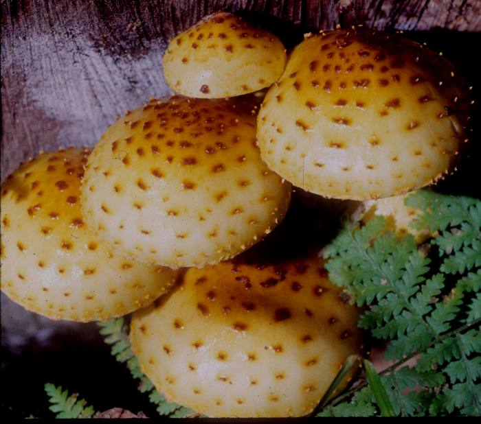 Pholiota aurivella image