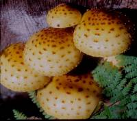 Image of Pholiota aurivella