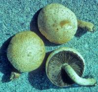 Pholiota destruens var. edmundii image