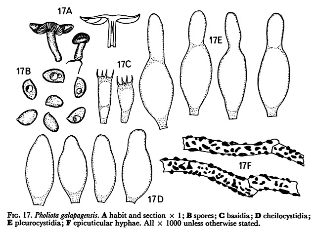 Pholiota galapagensis image