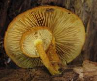 Pholiota granulosa image