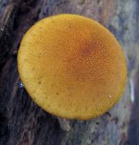 Pholiota granulosa image