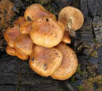 Pholiota highlandensis image