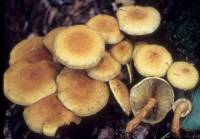 Pholiota squarrosa image