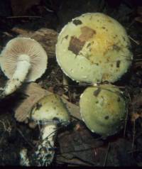 Stropharia aeruginosa image