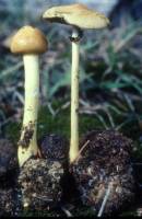 Stropharia alcis image