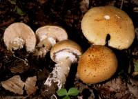 Stropharia hardii image