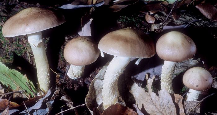 Stropharia image