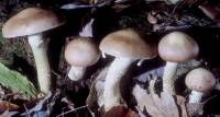 Image of Stropharia hornemannii