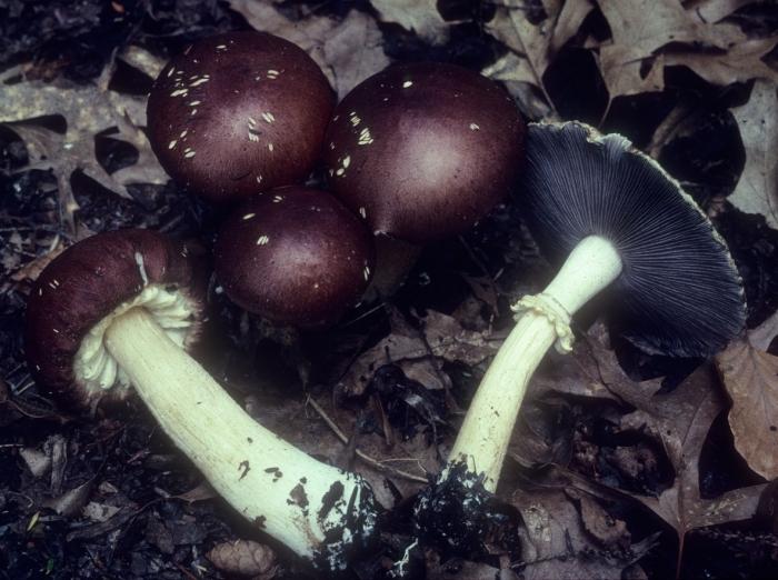 Stropharia rugoso-annulata image