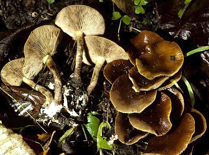 Agrocybe firma image