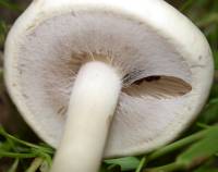 Agrocybe praecox image