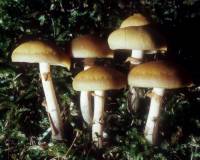 Image of Galerina autumnalis