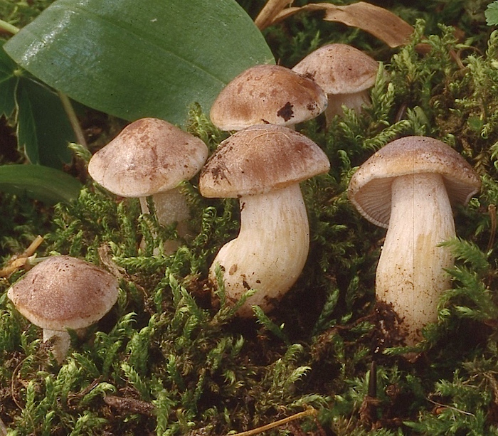 Hebeloma alpinum image