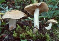 Rhodocybe truncata image