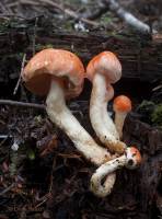 Image of Pholiota astragalina