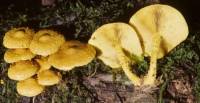 Pholiota flammans image