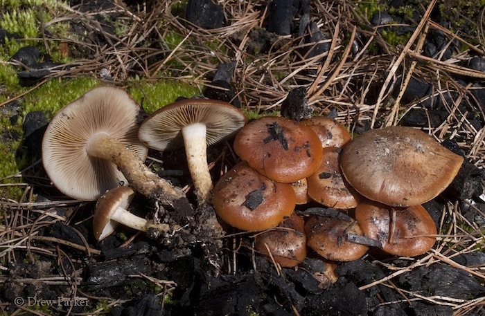 Pholiota highlandensis image