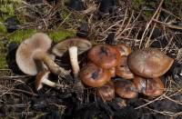 Image of Pholiota highlandensis