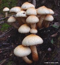 Pholiota squarrosa image