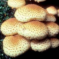 Pholiota squarrosoides image