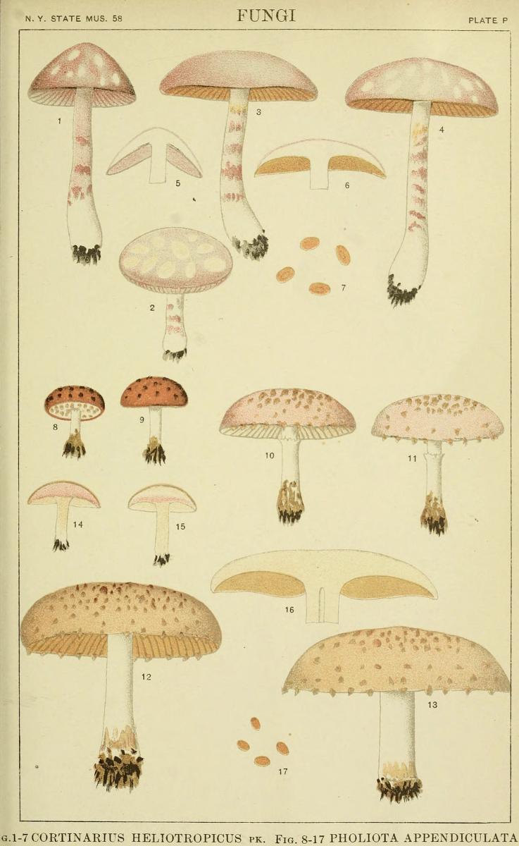 Pholiota appendiculata image