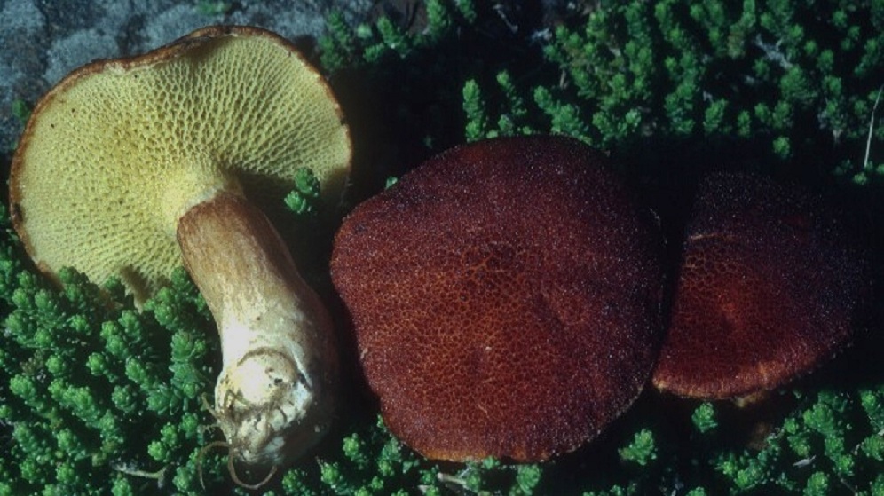 Suillus cavipes image