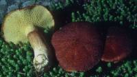 Image of Suillus cavipes