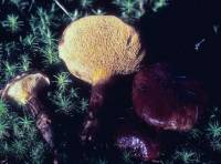 Suillus glandulosus image