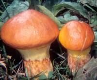 Suillus grevillei image