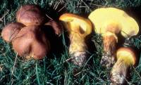 Suillus grevillei image