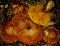 Suillus lakei image