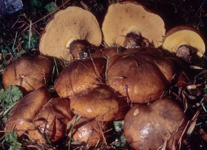 Suillus luteus image