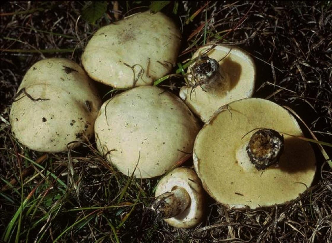 Suillus neoalbidipes image