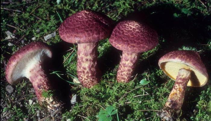 Suillus pictus image