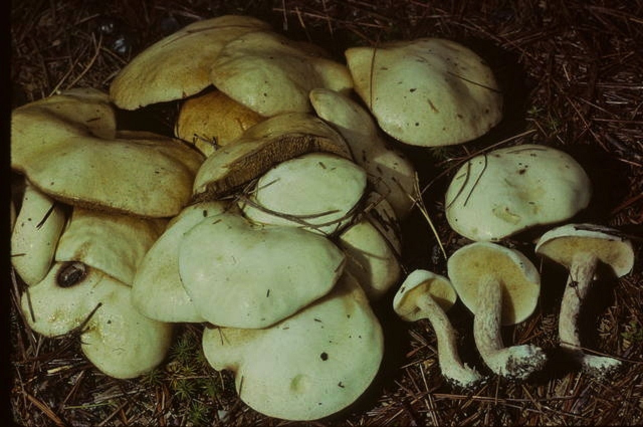 Suillus placidus image