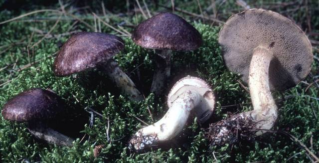 Suillus serotinus image