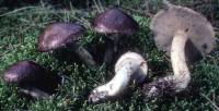 Image of Suillus serotinus