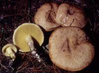 Suillus subalutaceus image