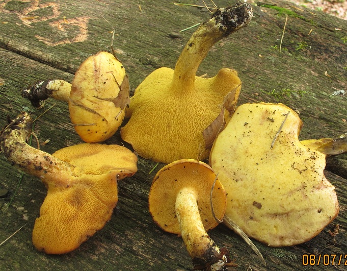 Suillus subaureus image