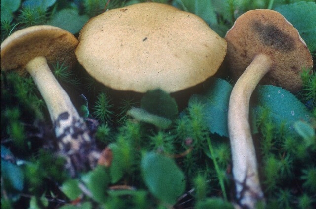 Suillus tomentosus image