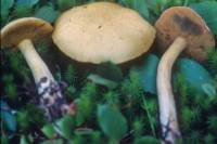 Image of Suillus tomentosus