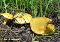 Suillus sibiricus image