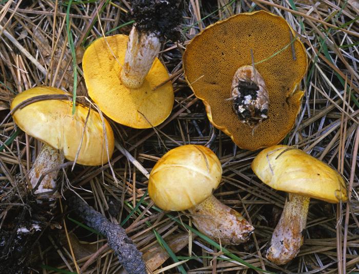 Suillus granulatus image