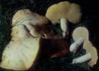 Suillus granulatus image