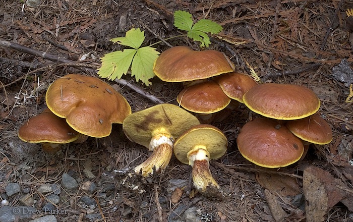 Suillus grevillei image