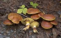 Image of Suillus grevillei