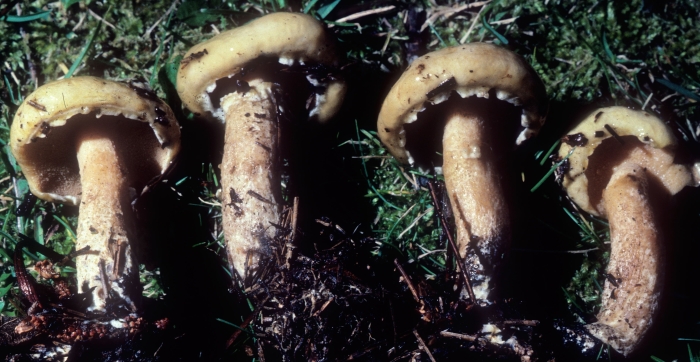 Suillus intermedius image